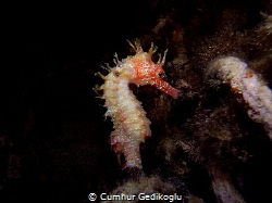 Hippocampus guttulatus
Speckled Seahorse by Cumhur Gedikoglu 